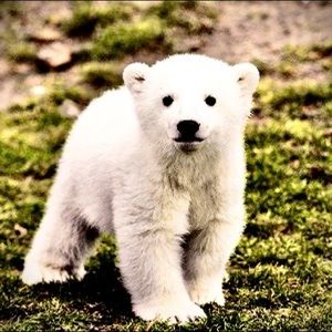 Meet your Posher, Santiago